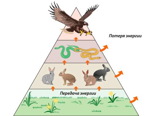 Роли и функции в пищевой цепи