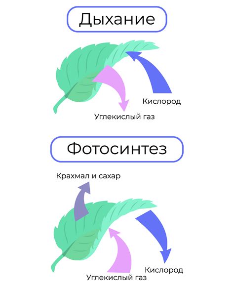 Роли листьев в жизни растения: фотосинтез и дыхание