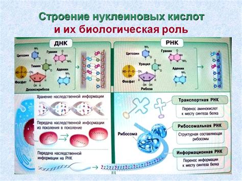 Роль АТФ и нуклеиновых кислот