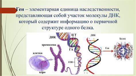 Роль ДНК в наследовании и генетической информации