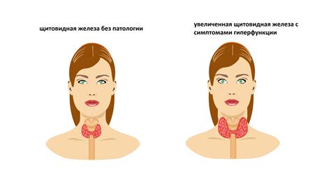 Роль ТТГ, АТК и ТПО в функционировании щитовидной железы