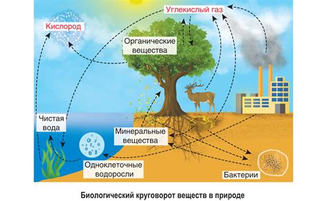 Роль азота в обмене веществ