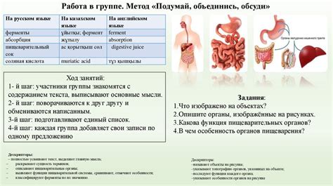 Роль аэробной флоры в пищеварении и общем здоровье организма