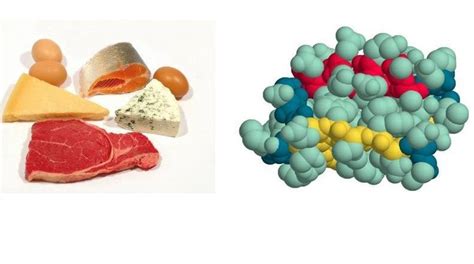 Роль белка в организме