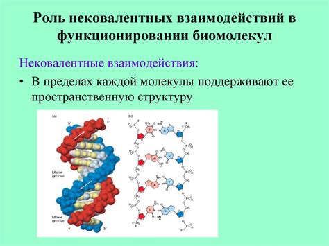 Роль биомолекул