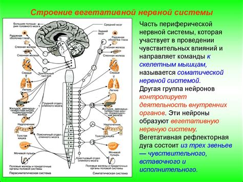 Роль вегетативной нервной системы в организме