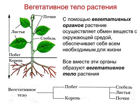 Роль вегетативных органов в жизни растений