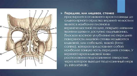 Роль верхней стенки пазухи