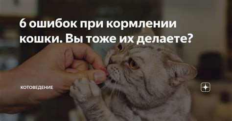 Роль влаги в кормлении для шерсти кошки