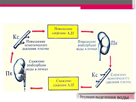 Роль воды в поддержании экологической равновесия