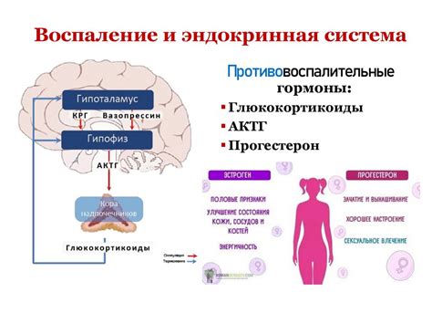 Роль воспаления в развитии и прогрессии астмы