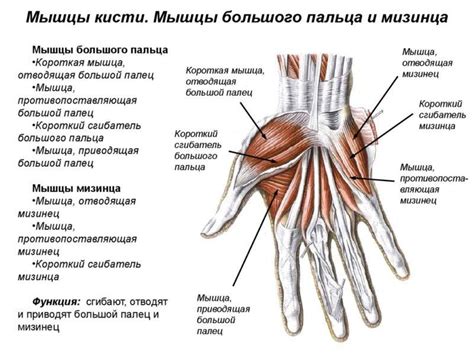 Роль в анатомии и функционирование руки