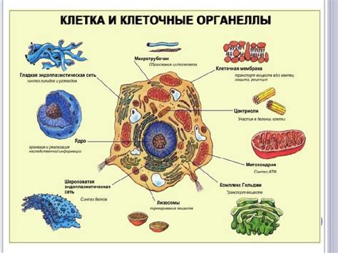 Роль в делении клетки