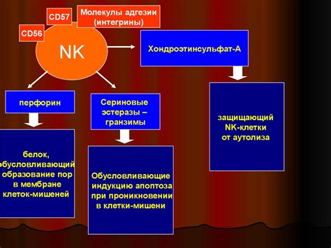 Роль в иммунной системе