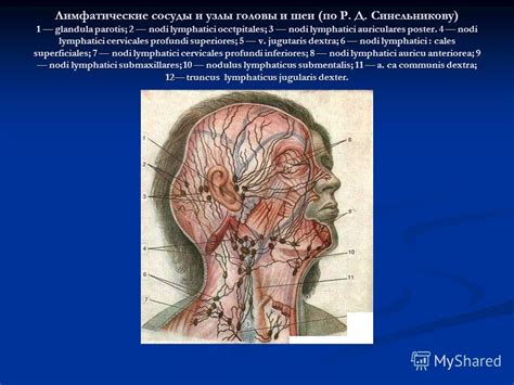 Роль в поддержании головы и шеи