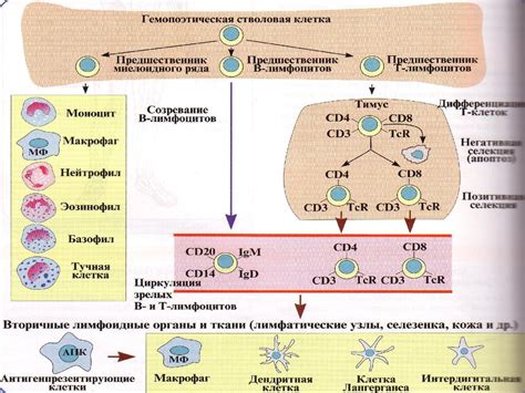 Роль гемолимфы в иммунной системе