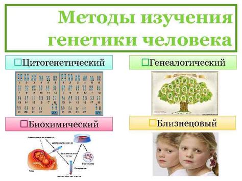 Роль генетики в росте и весе