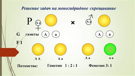 Роль генов в наследовании