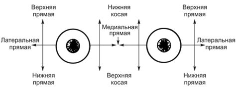 Роль глазных щелей в зрительной системе