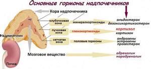 Роль гормонального баланса в регуляции кортизола у женщин