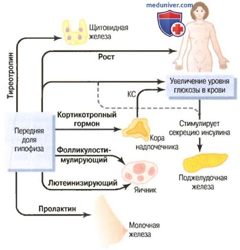 Роль гормонов в процессе волообразования