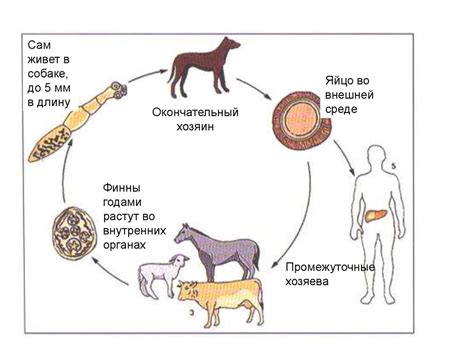 Роль древесной коры в жизненном цикле грибов паразитов