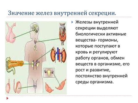 Роль желез в организме человека