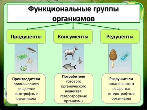 Роль живой природы в экосистеме