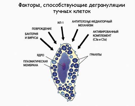 Роль иммуноглобулина Е в организме