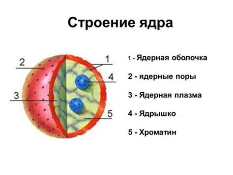 Роль и функции ядрышка в клетке