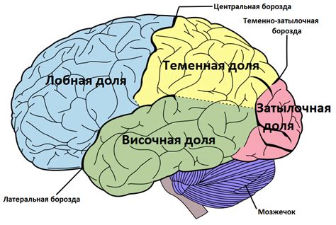 Роль каждой части мозга человека