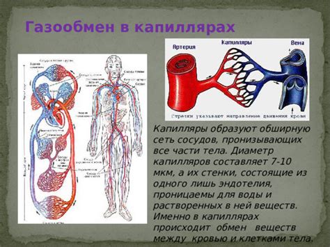 Роль капилляров в обмене веществ и гомеостазе