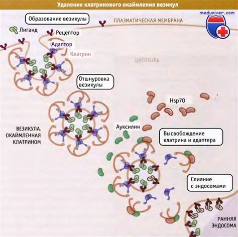 Роль клатрин-аптечки в рециклинге везикул