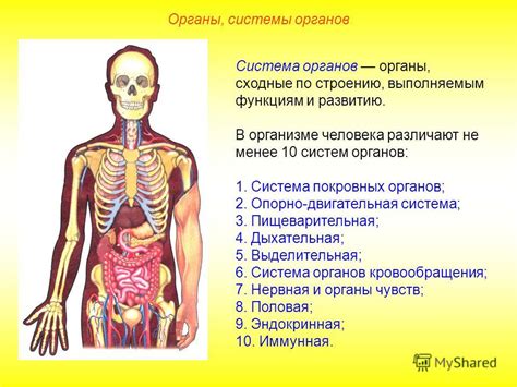 Роль клеток, тканей, органов и органов системы в организме человека