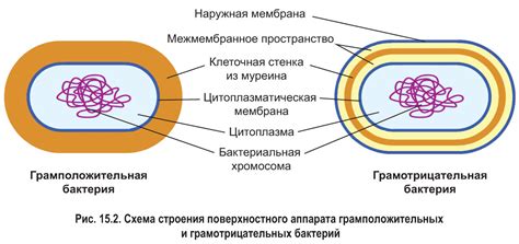 Роль клеточной стенки в бактериальной клетке