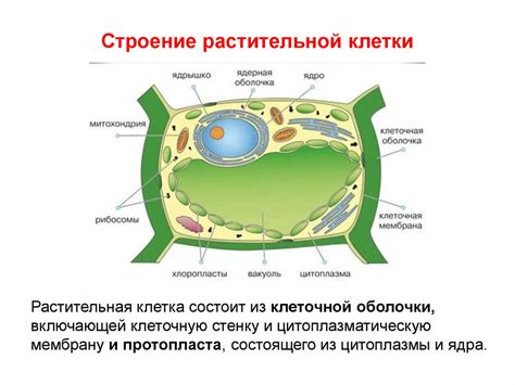 Роль клеточной стенки в жизненном цикле растительной клетки