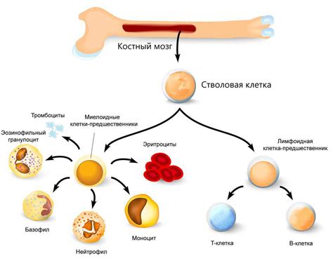 Роль красного костного мозга в образовании крови