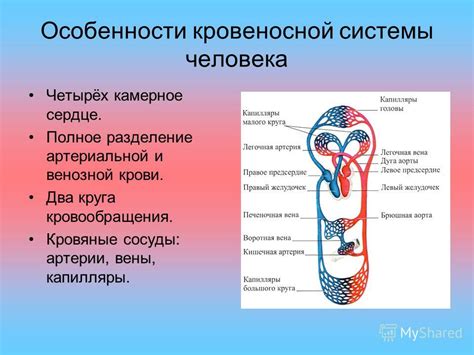 Роль кровеносной системы в поддержании здоровья