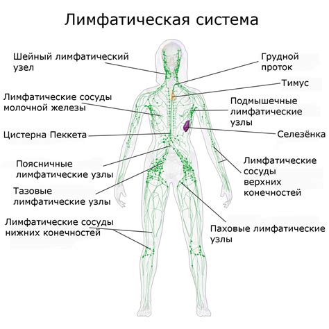 Роль лимфатических узлов средостения в организме