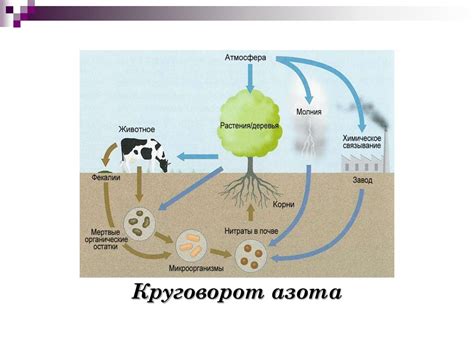 Роль микроорганизмов в гумусообразовании