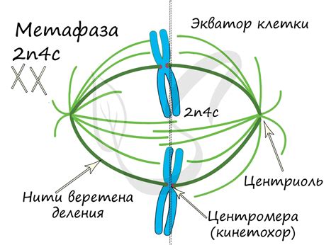 Роль микротрубочек на экваторе в метафазе митоза