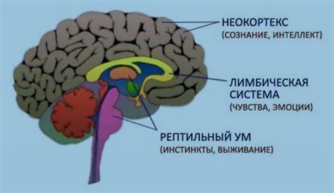 Роль мозга рептилии у человека: функции и задачи