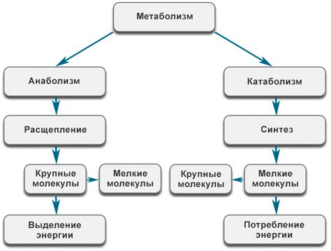 Роль мускулатурного аппарата в обмене веществ