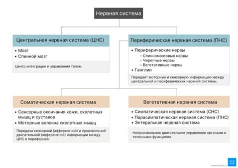 Роль нервной системы в формировании видовой памяти