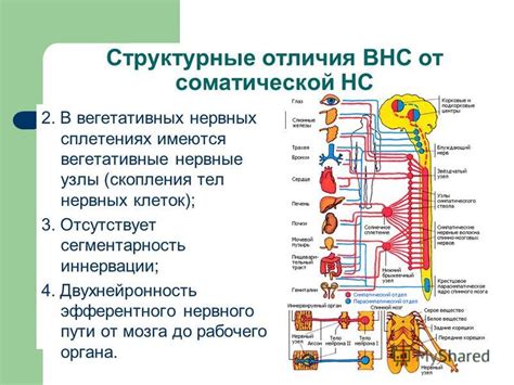 Роль нервных клеток в соматической нервной системе