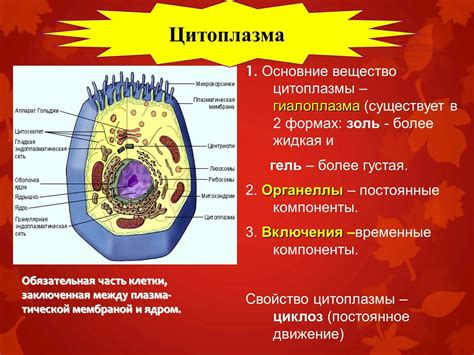 Роль общих органоидов в клетке