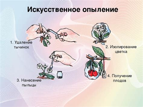 Роль опыления в формировании новых сортов растений