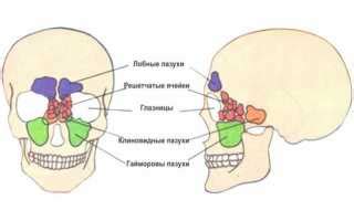 Роль пазух носа в дыхательном процессе
