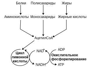 Роль питания в изменении массы тела