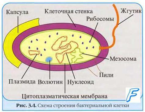 Роль плазмид в бактериальной клетке